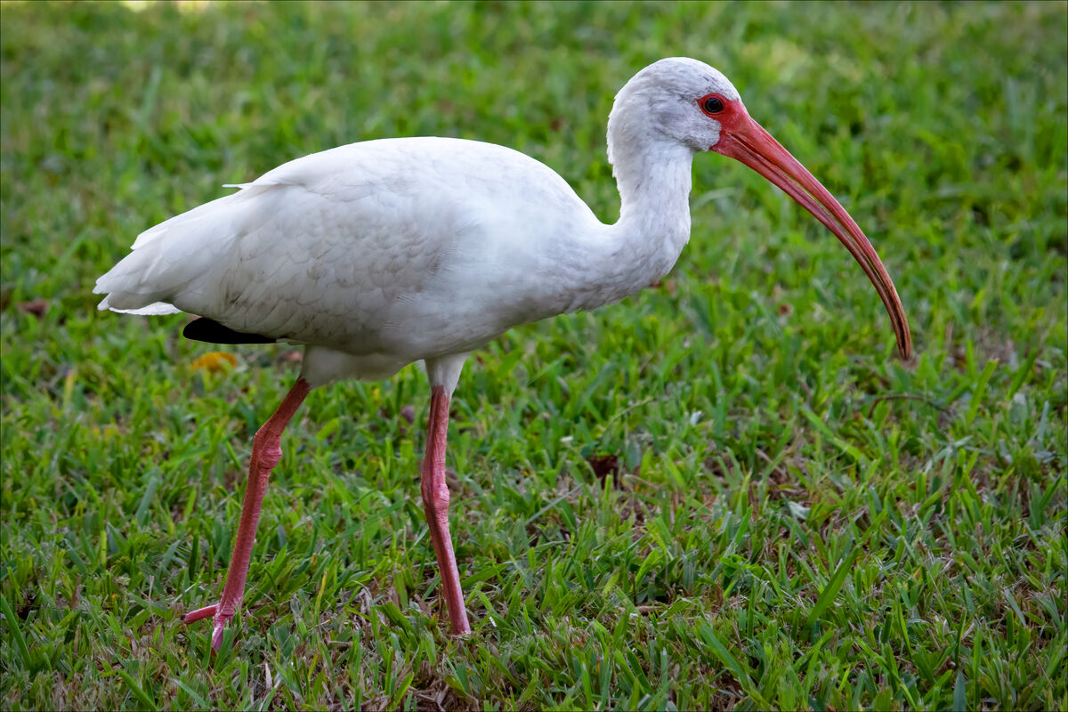 Adult white ibis...