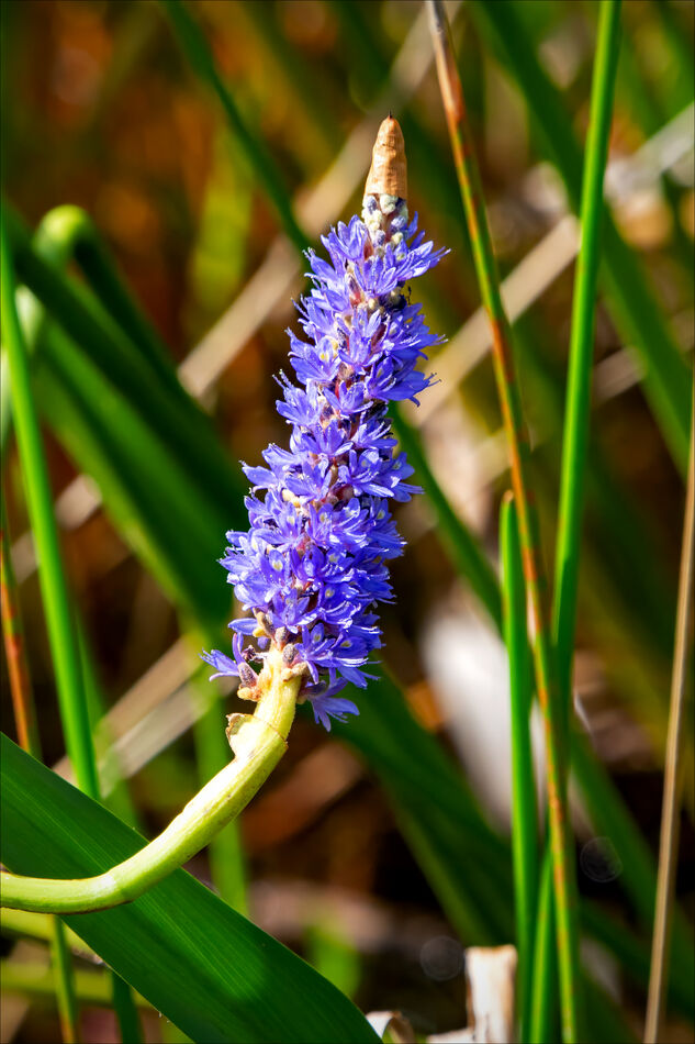 Pickerelweed...