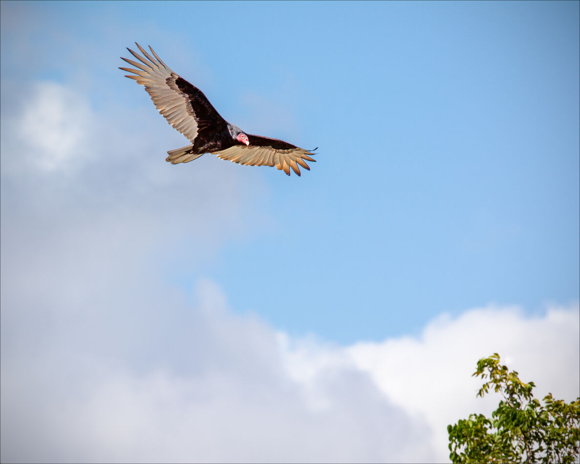 Turkey vulture...
