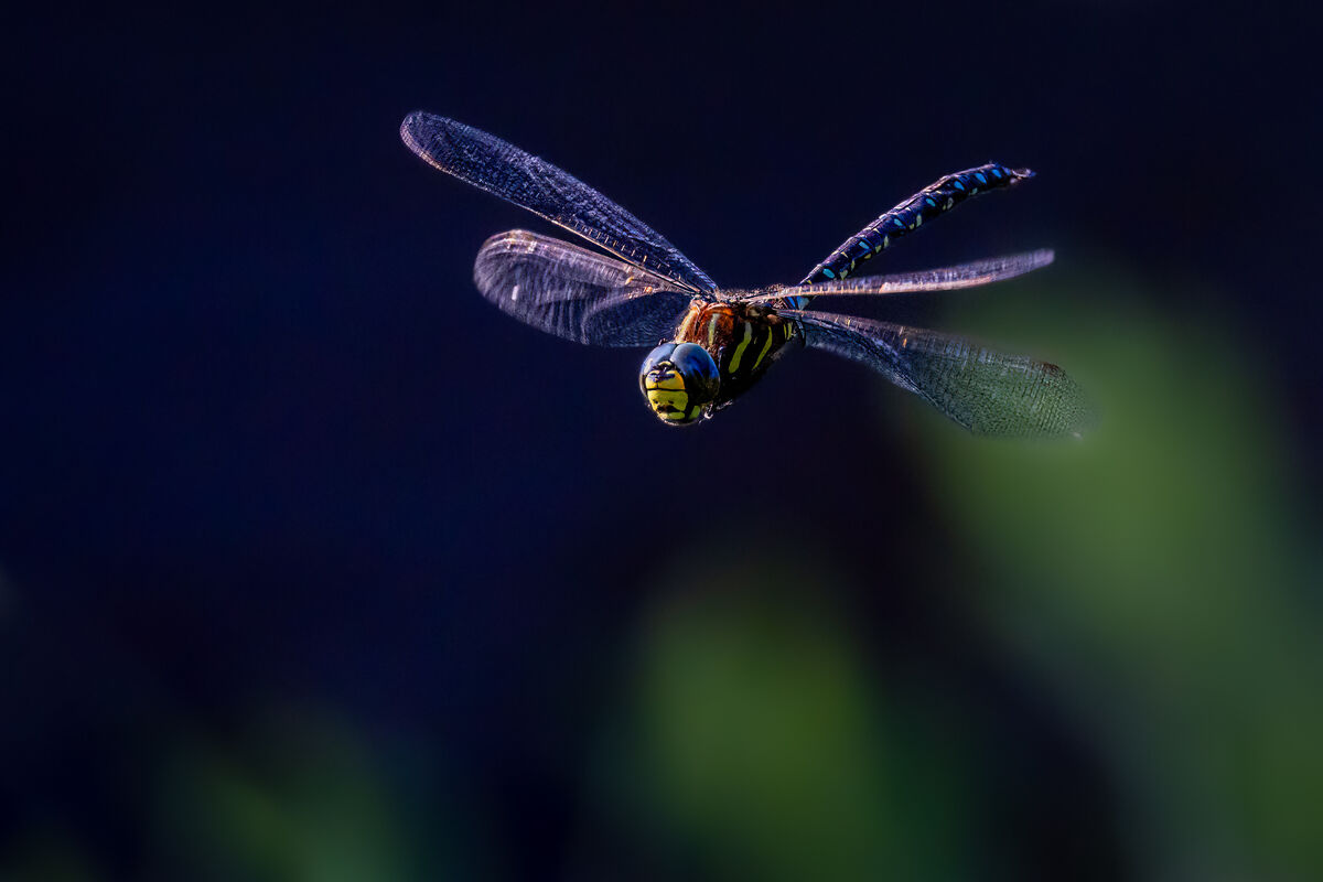 I shared another version of this dragonfly before,...