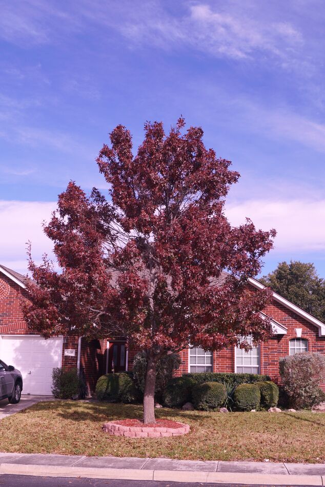 Late fall has my Red Oak sporting some color last ...