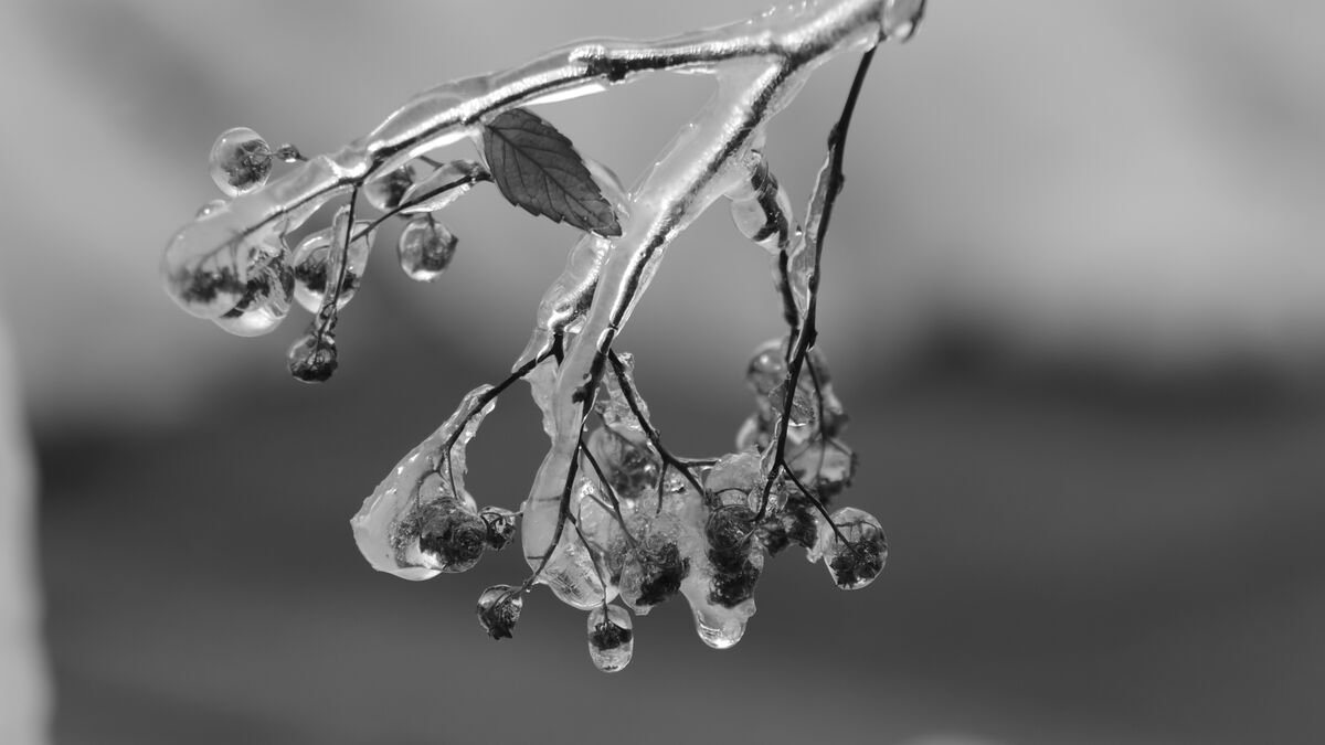 Small Icy Plant...