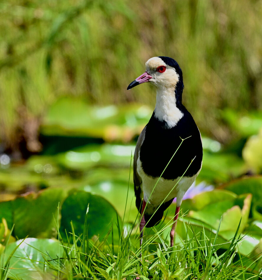 Long-toed Lapwing...