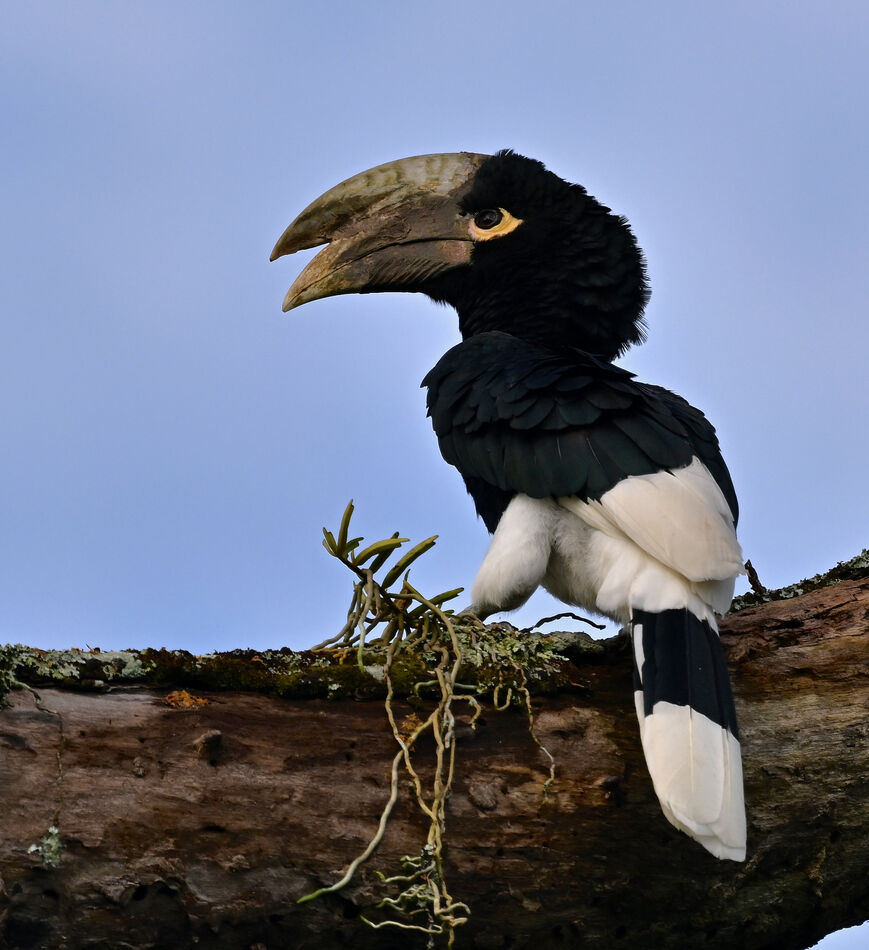 White-thighed Hornbill...
