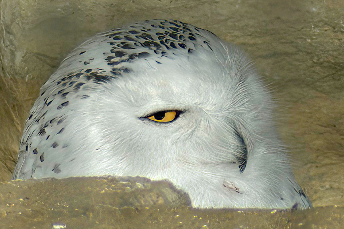 Snowy Owl (playing peek-a-boo)...