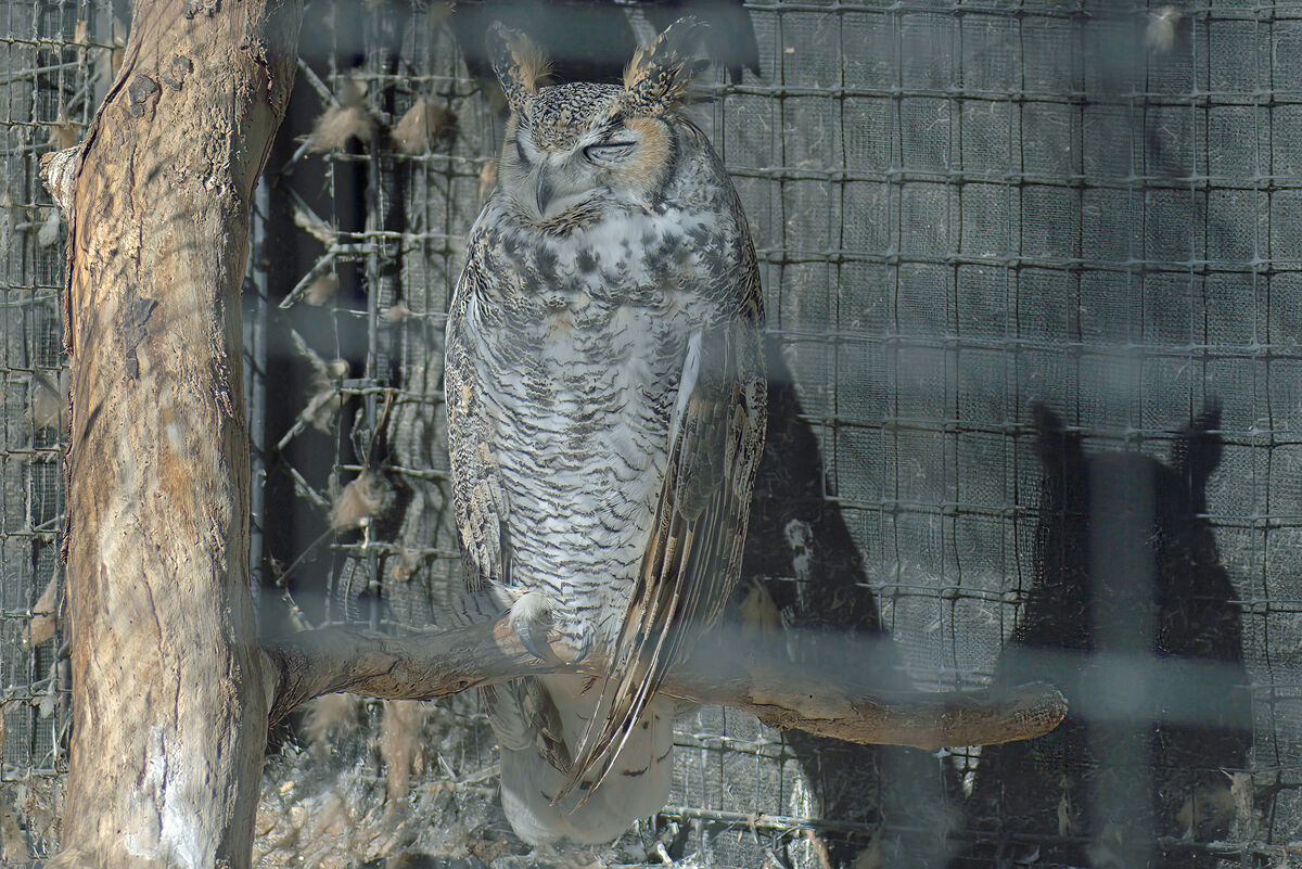 Great Horned Owl...
