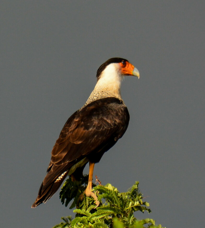 Caracara (Mexican eagle)...