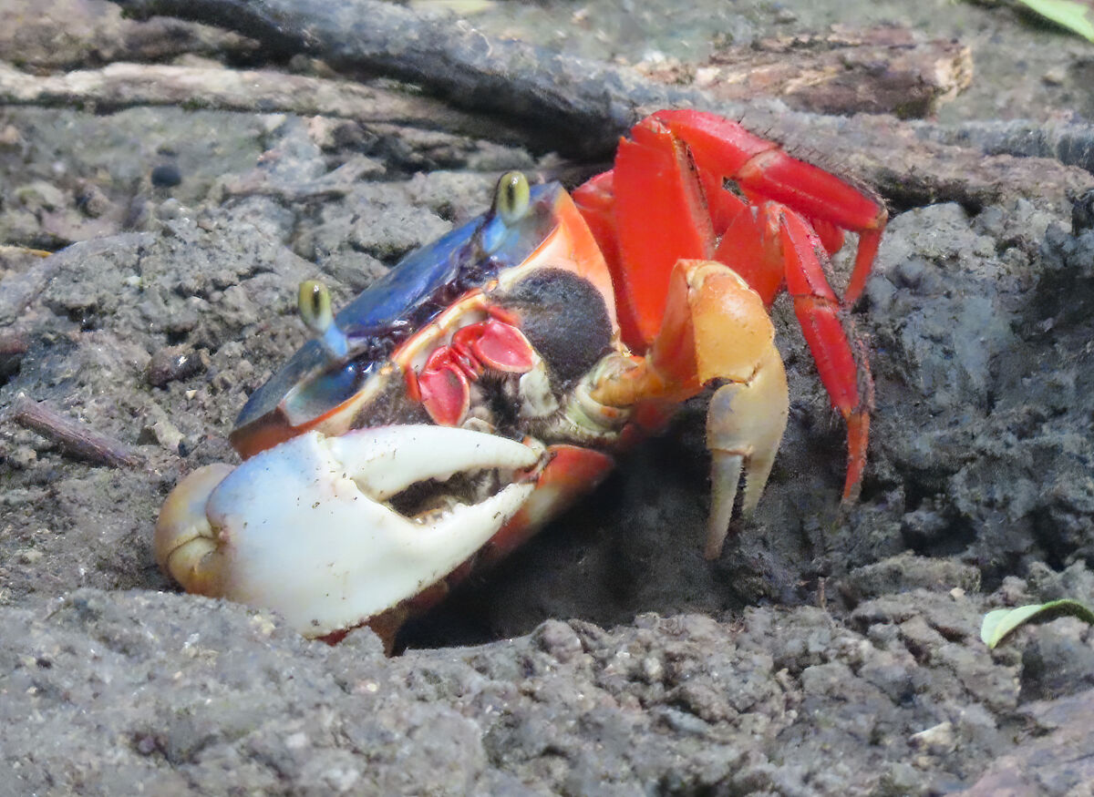 Crab...
