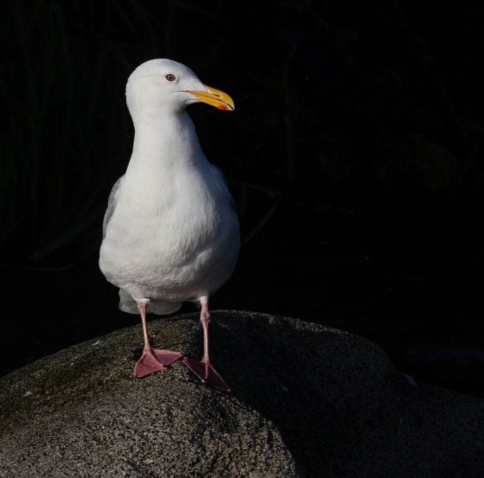 Gulls can be very photogenic, plus they are the cl...