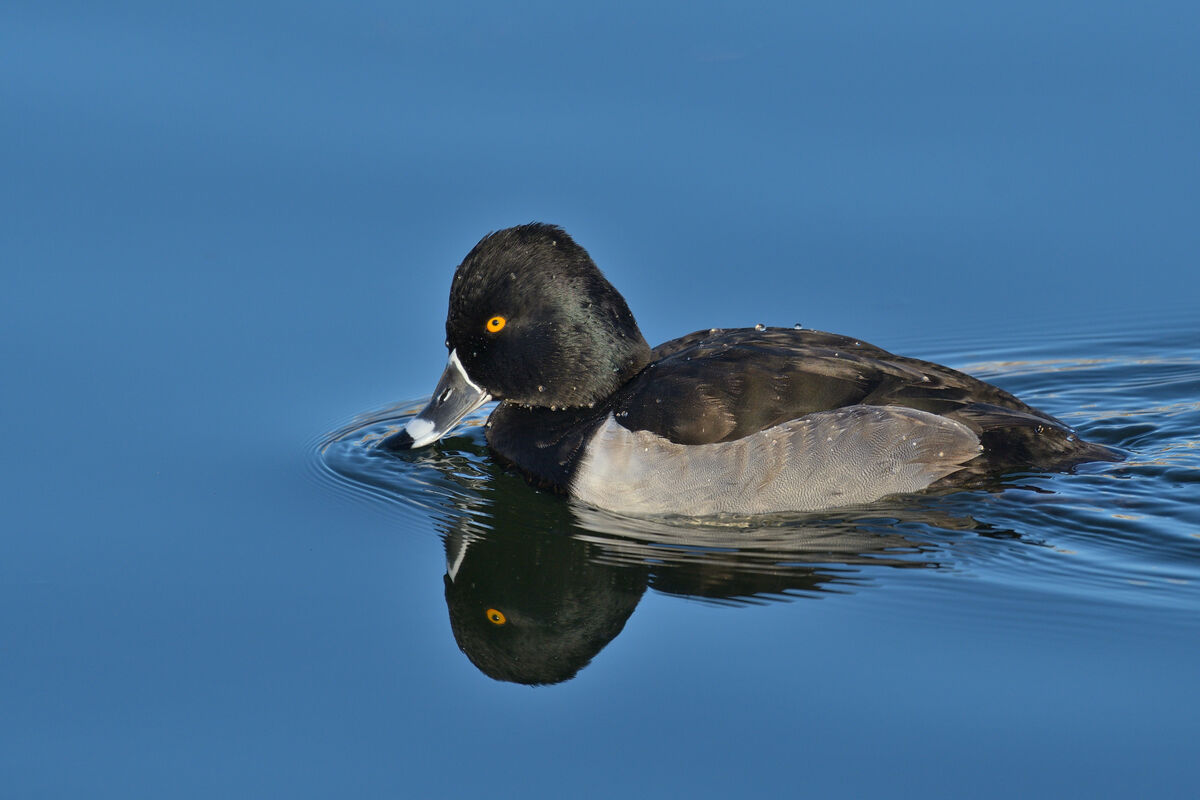 Male Ring-necked Duck...