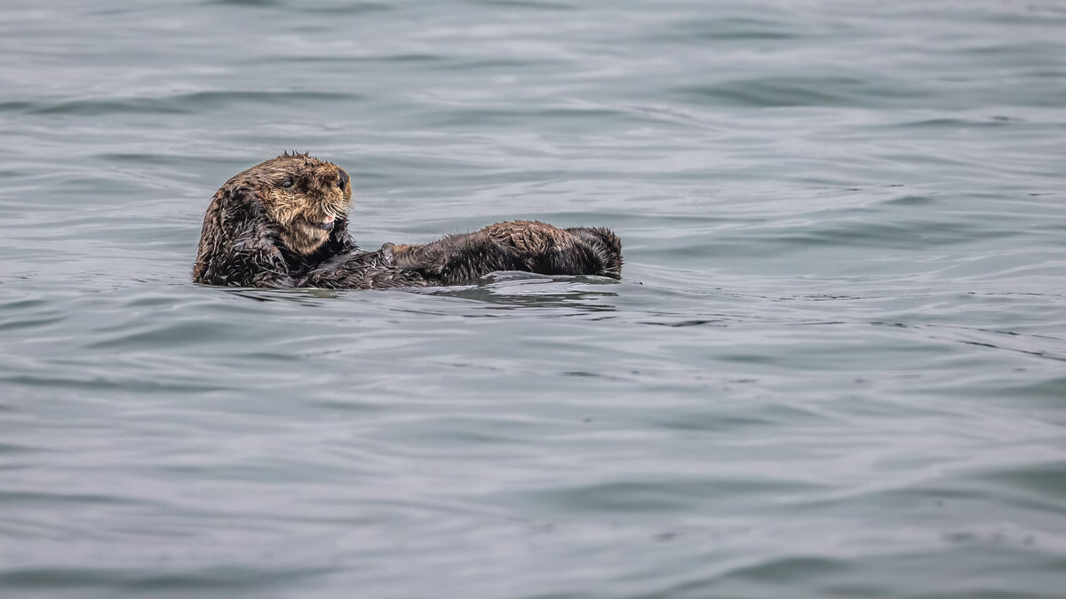 I have to wonder what this otter did not want to h...