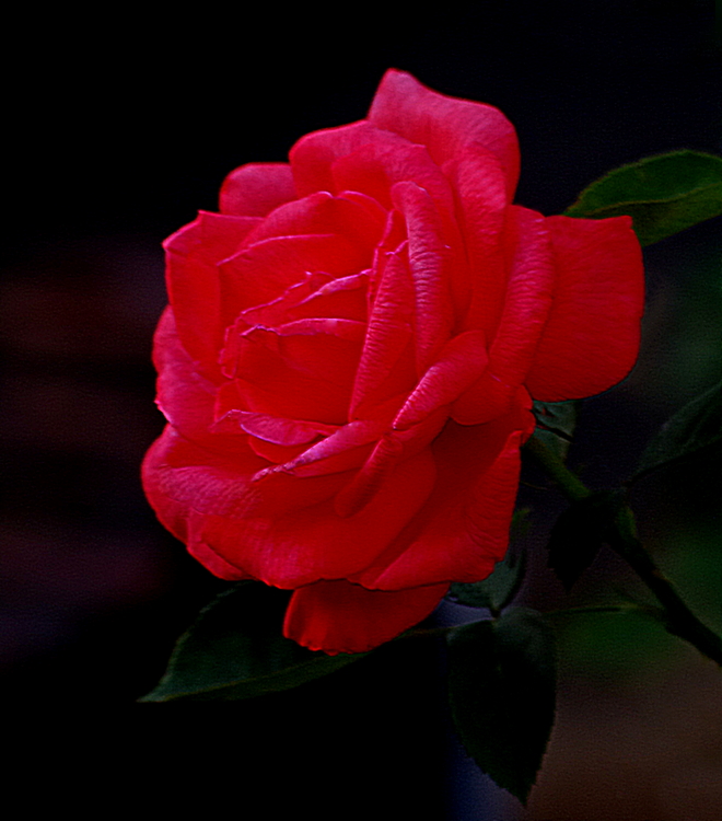 Another Wichura's Rose: Lens: SMC Takumar F 70-210mm Camera: Pentax K-7 ...
