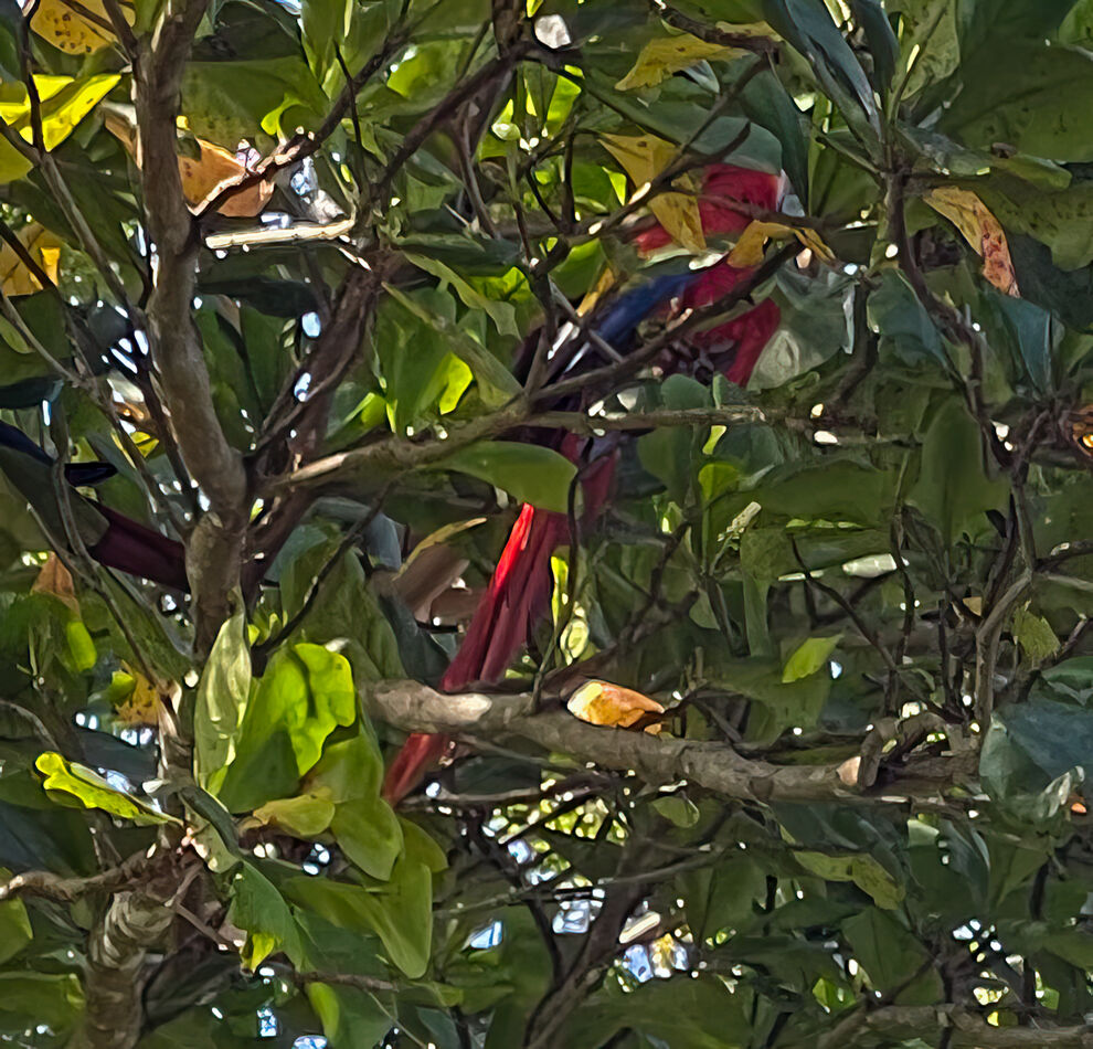 Peek-a-boo scarlet macaw...