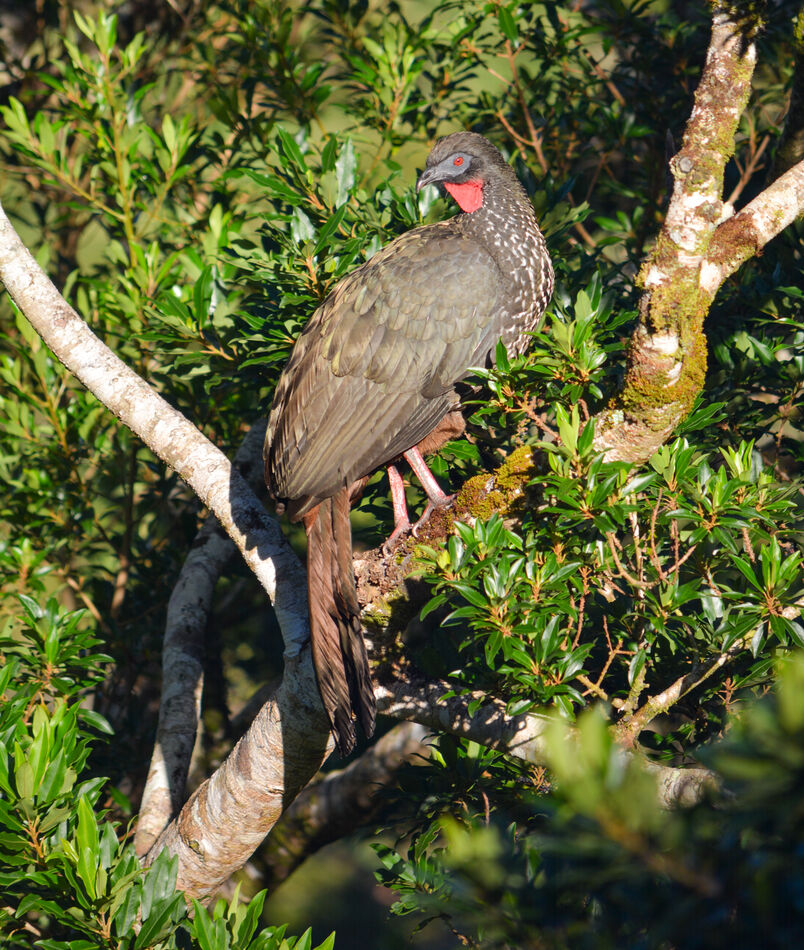 Crested Guan...
