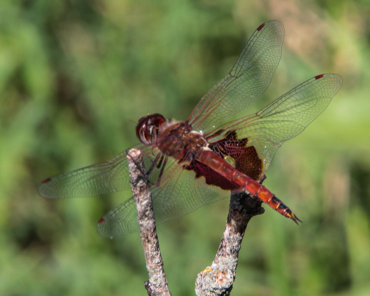 Red Saddlebags (Male)...