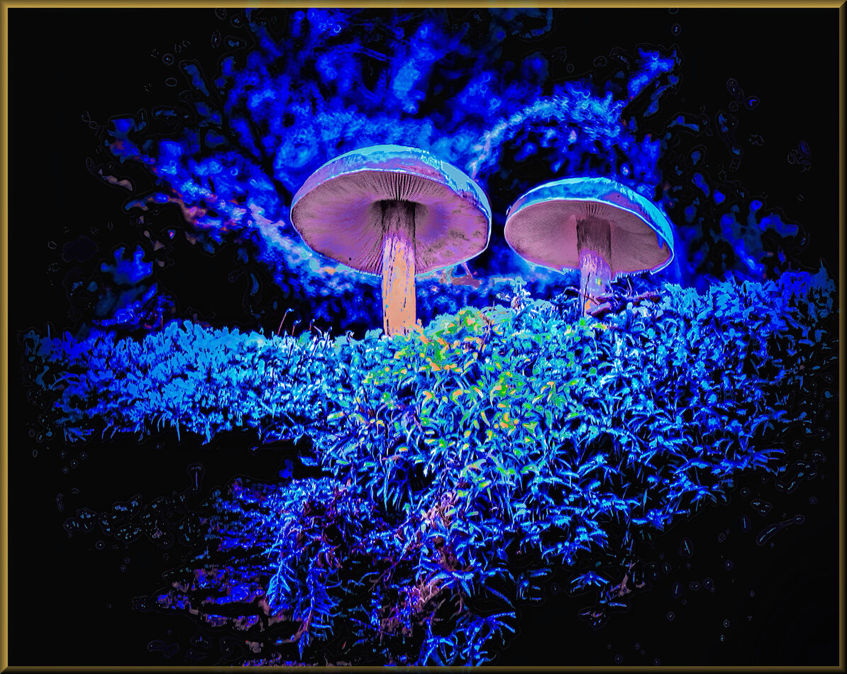 MUSHROOMS AT NIGHT -- PHOTOGRAPH'S DELIGHT...
