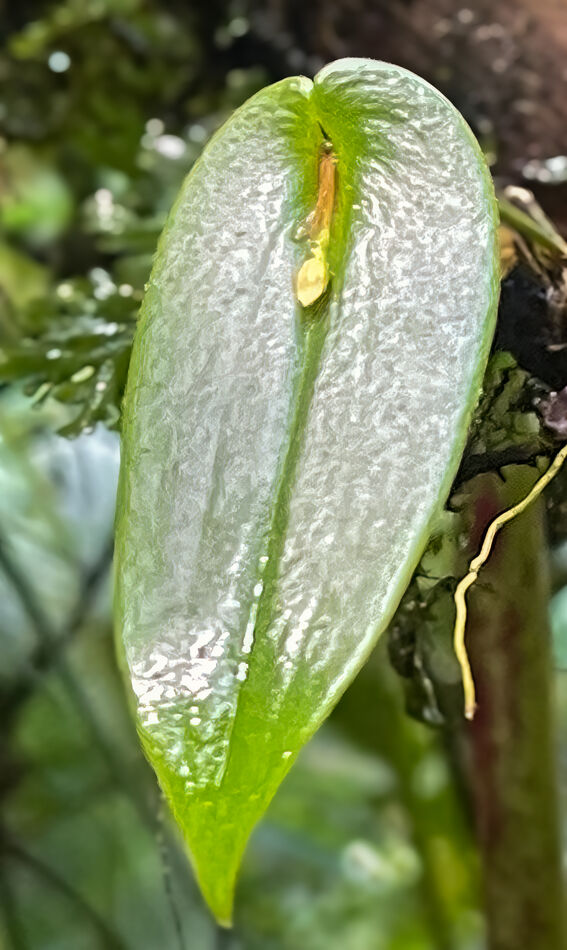Emerging orchid...