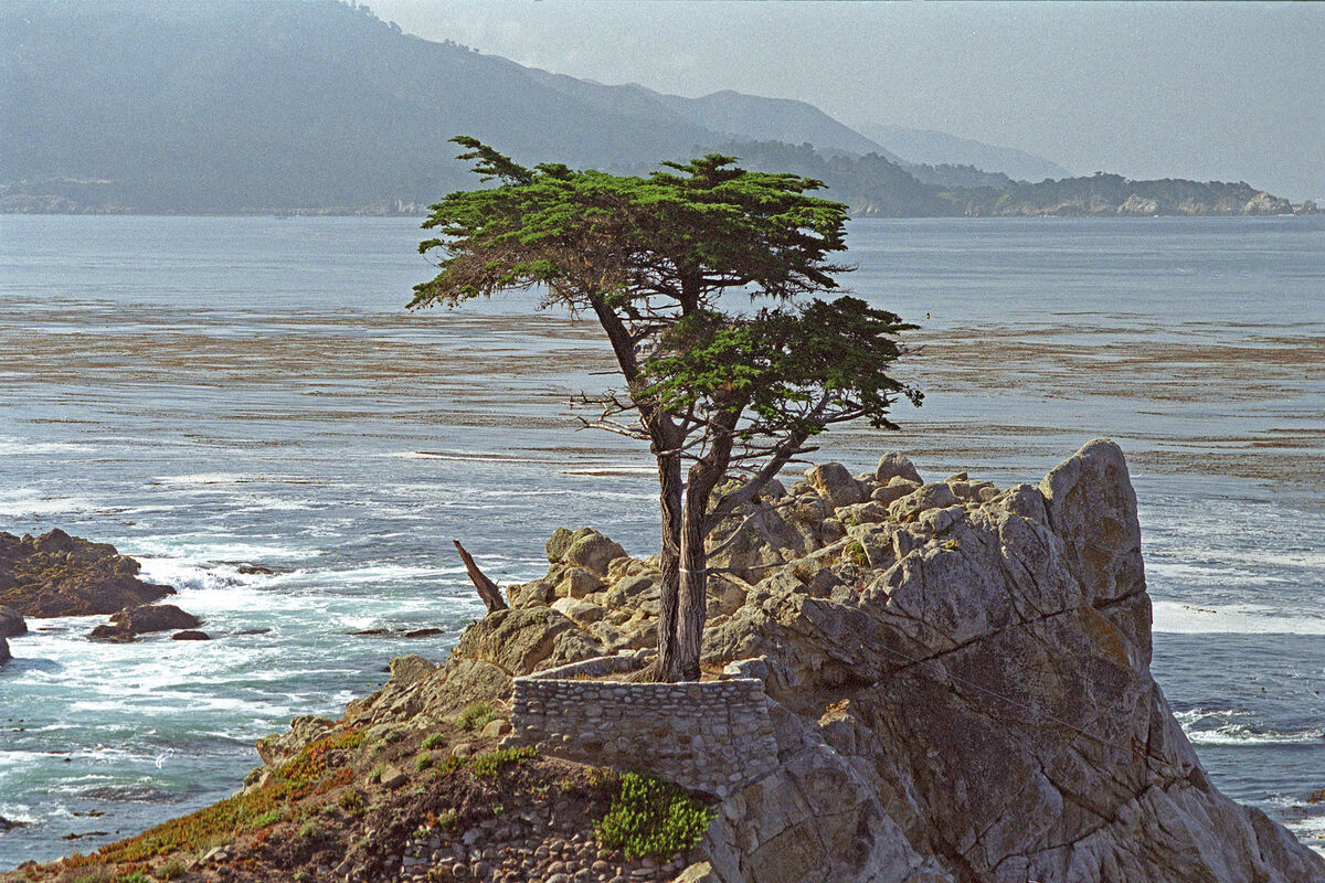 The 'Lone Cypress Tree' on the '17-Mile Drive' alo...