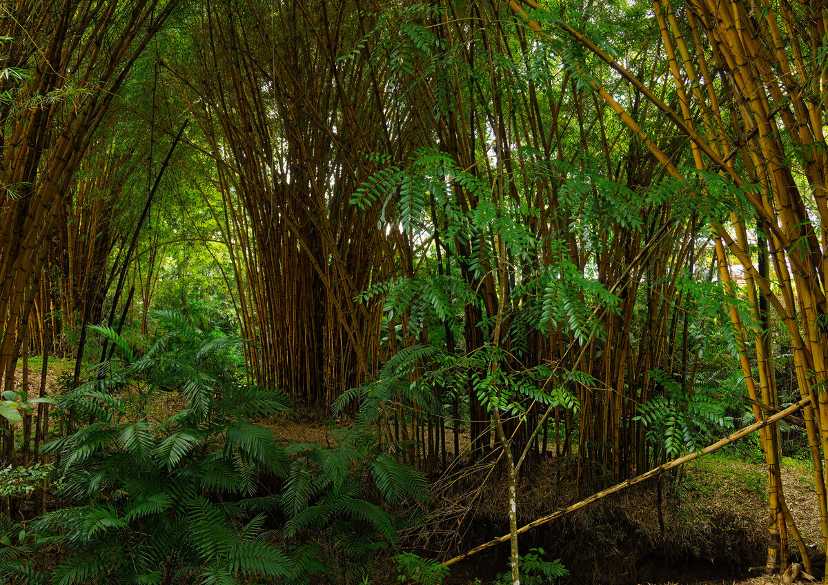 Bamboo experiment...