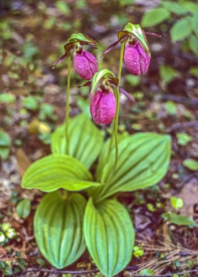 Lady slippers in spring...