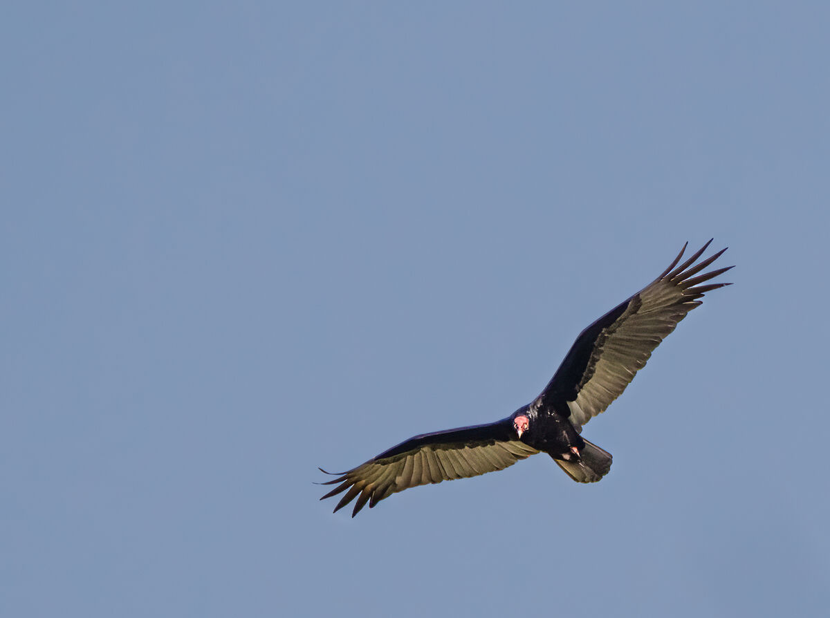 Turkey vulture...