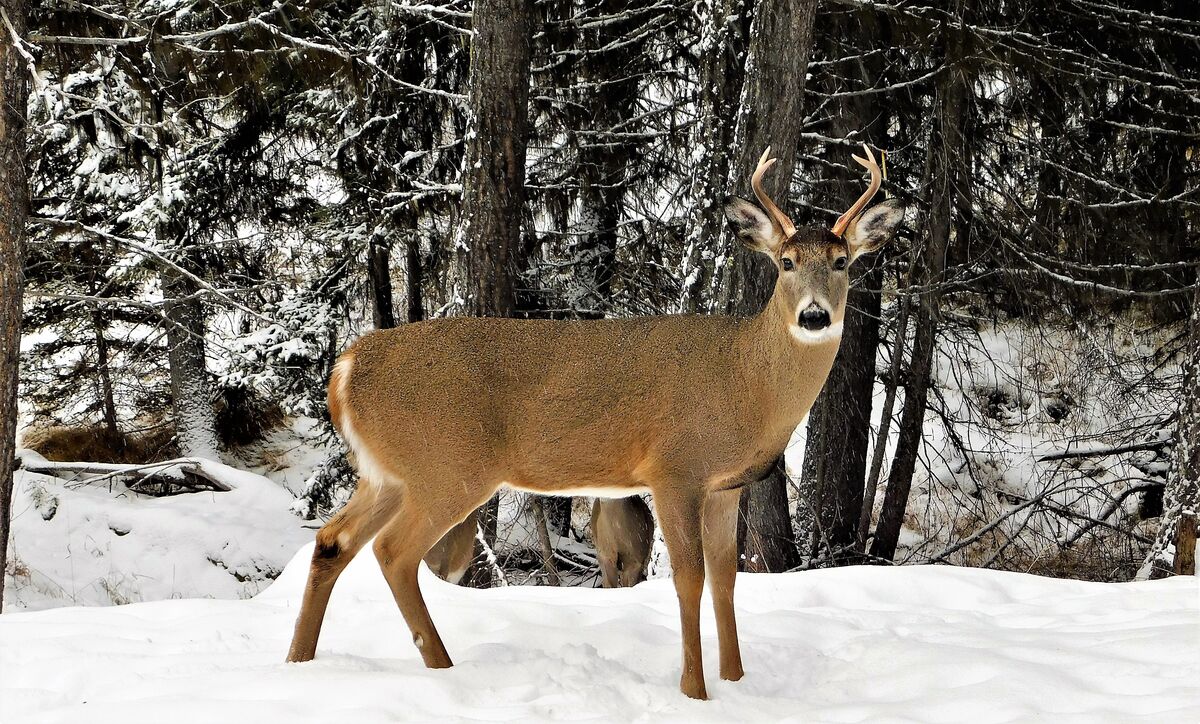 Oh Deer: Montana Whitetail...