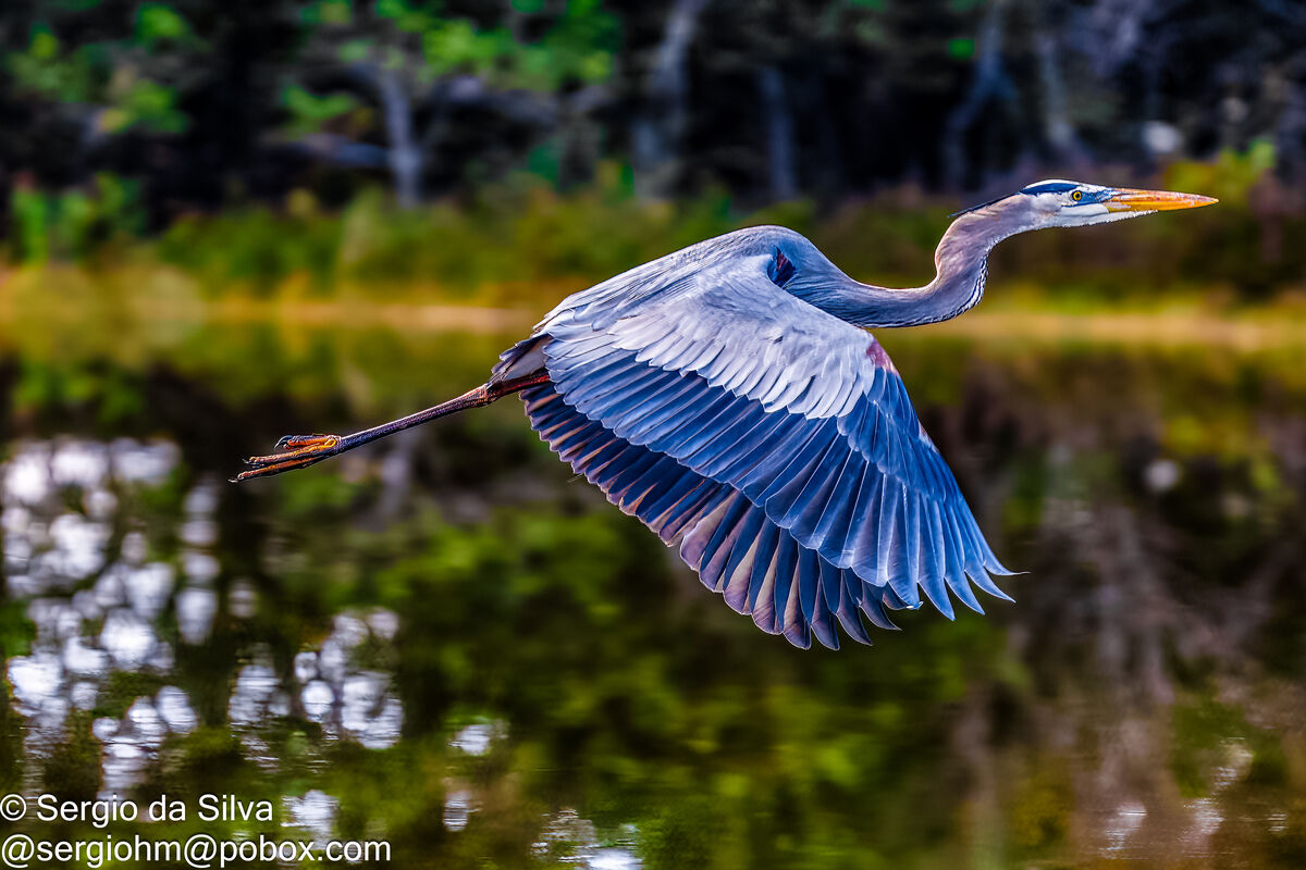 Great Blue Heron Flying...