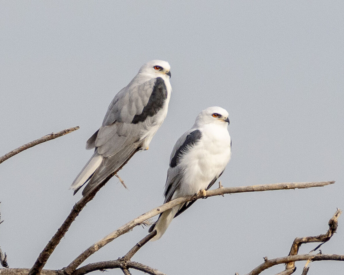 Same White-tailed Kites from a different angle...