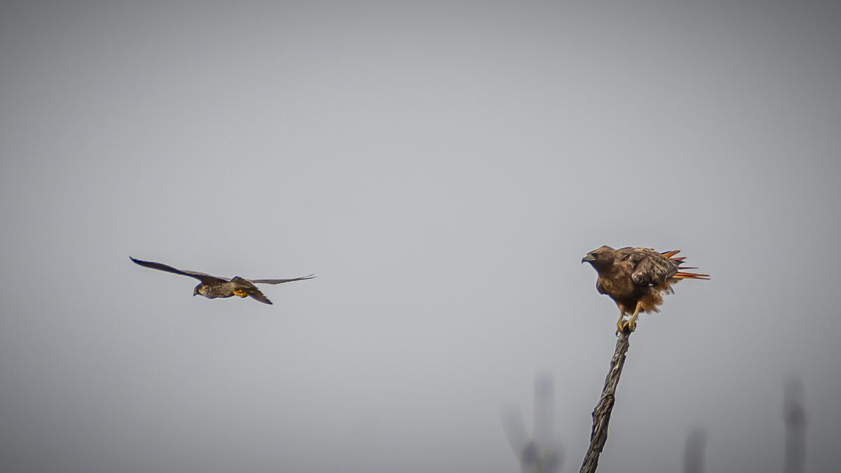 Peregrine Falcon swings past the Red-tailed Hawk...