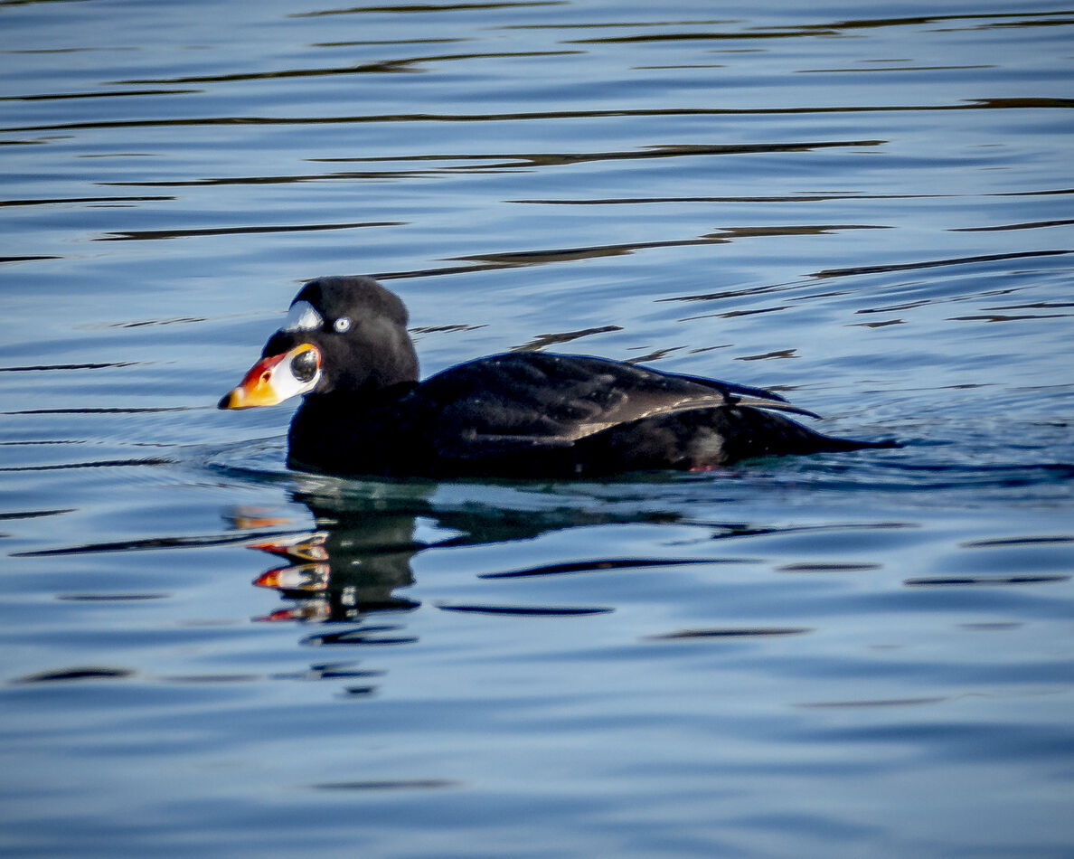 Male Surf Scoter, a winter visitor...