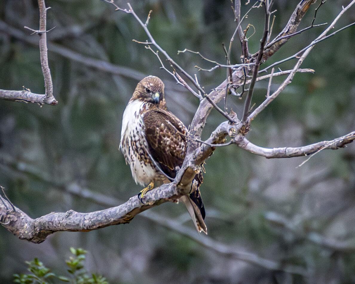 Red-tailed Hawk at Talbert Regional Park...