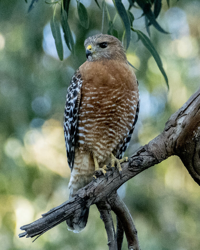 Red-sholdered Hawk at Gum Grove Park in Seal Beach...