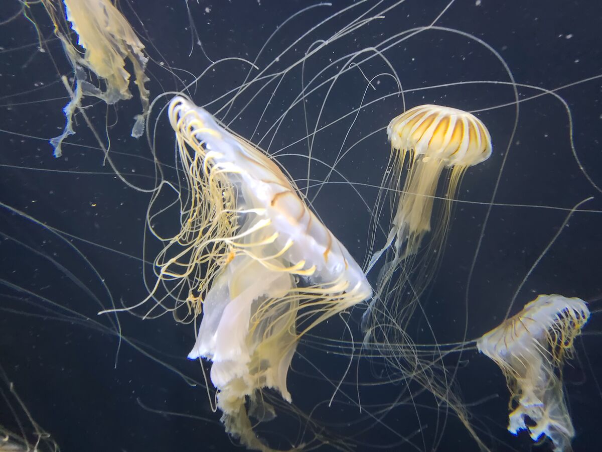 More jellyfish....