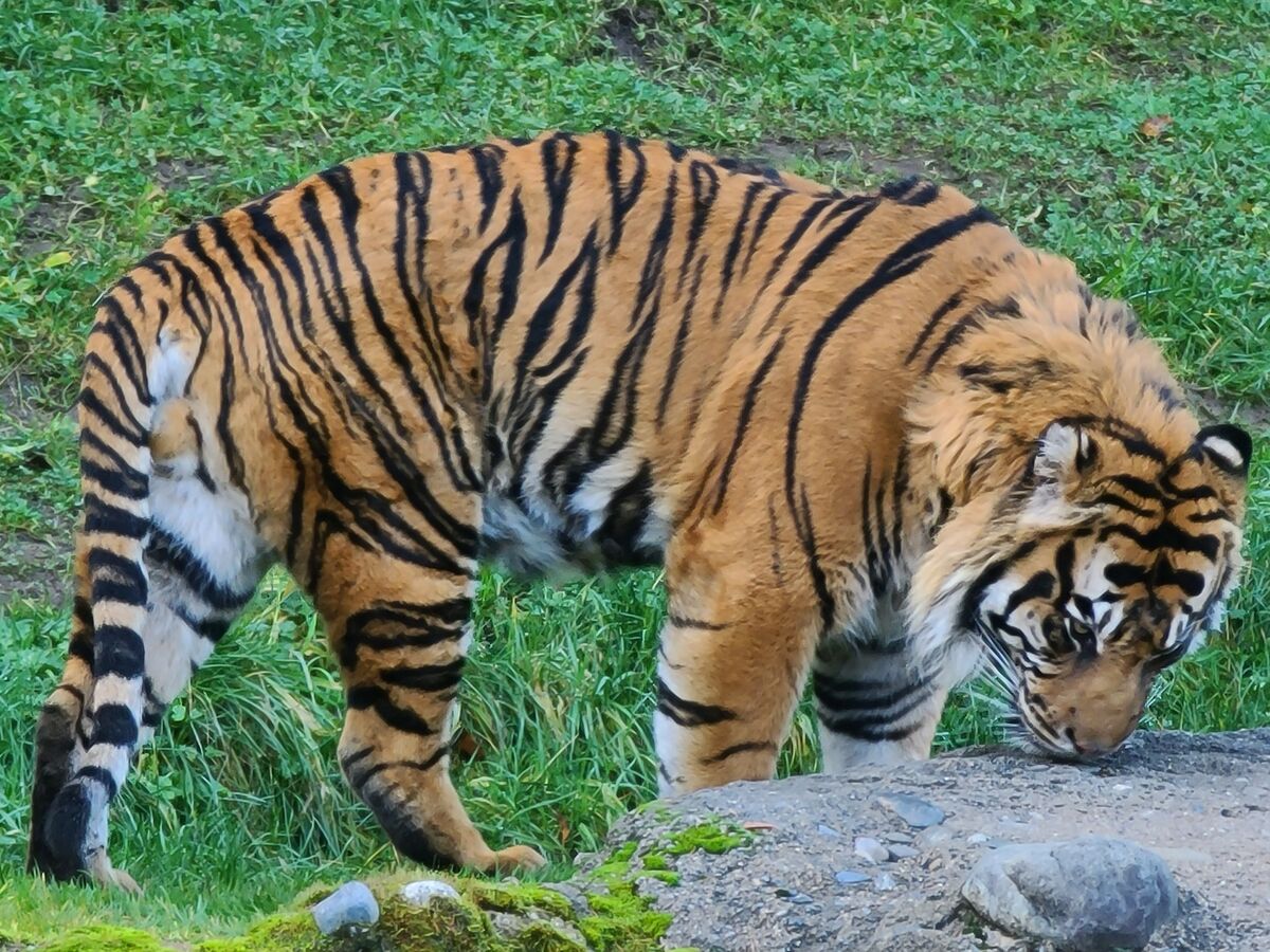Male tiger...