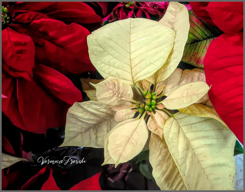 Tis the Season.. Not an abstract but maybe soon. I'm feeling better