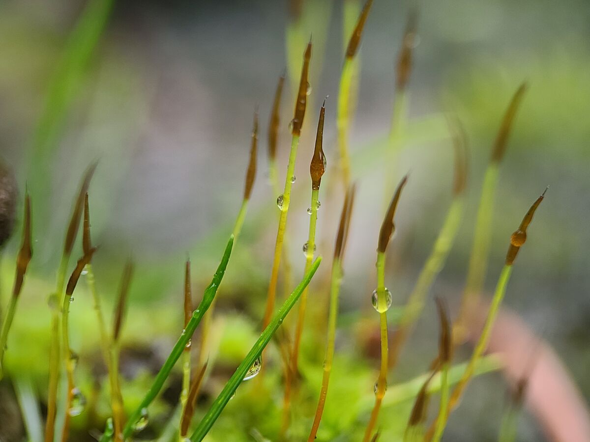Water droplets 💦 on moss spores, at least that's ...