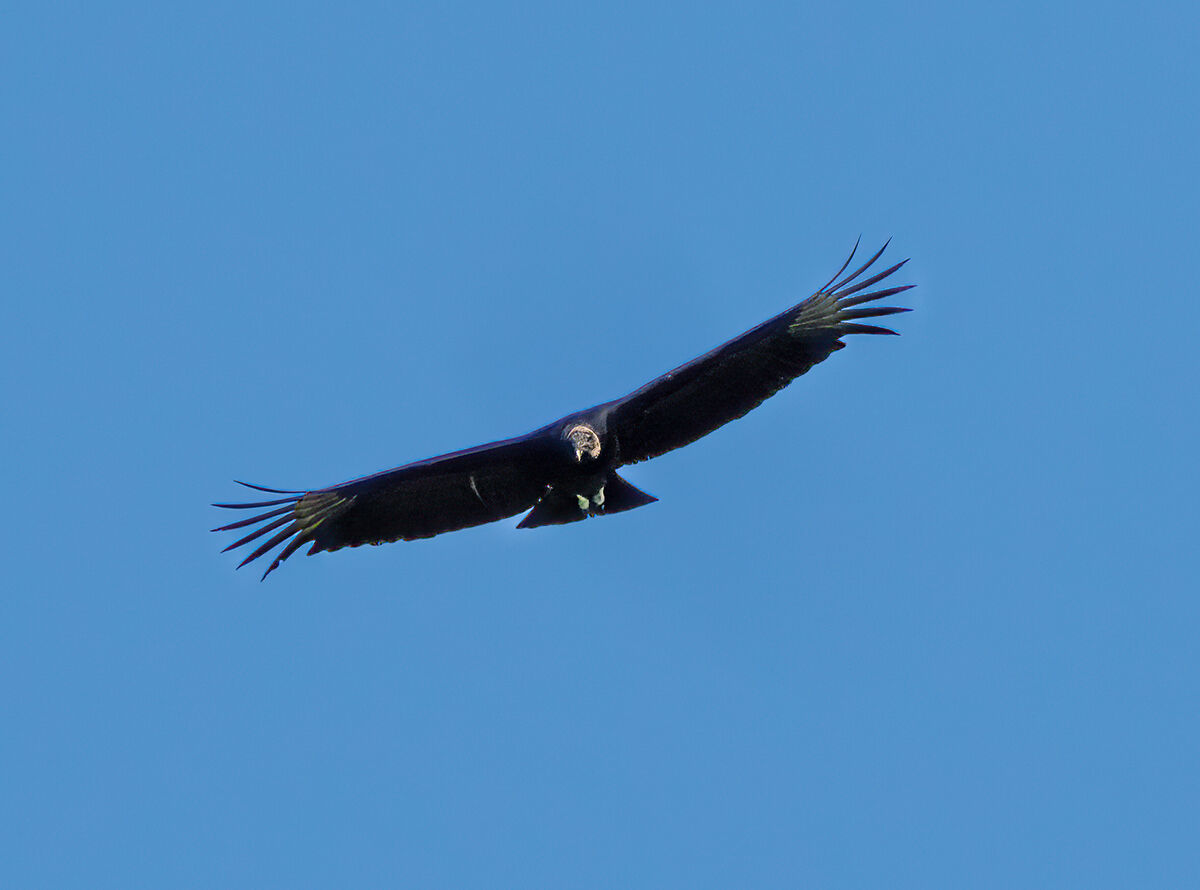Black vulture...