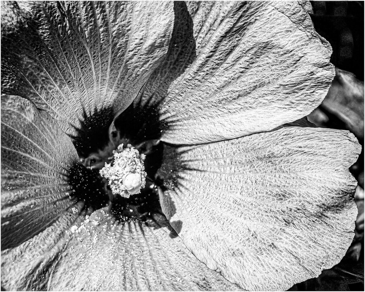 another-conversion-from-color-to-black-and-white-done-in-lrcc