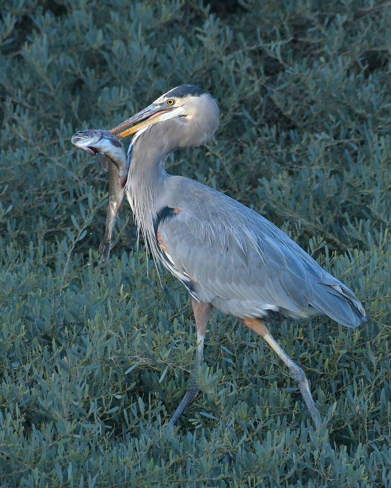 Great Blue Heron with the catch of the day...