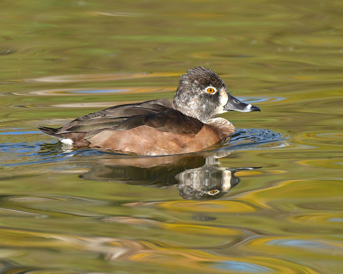 Female Ring-necked Duck...