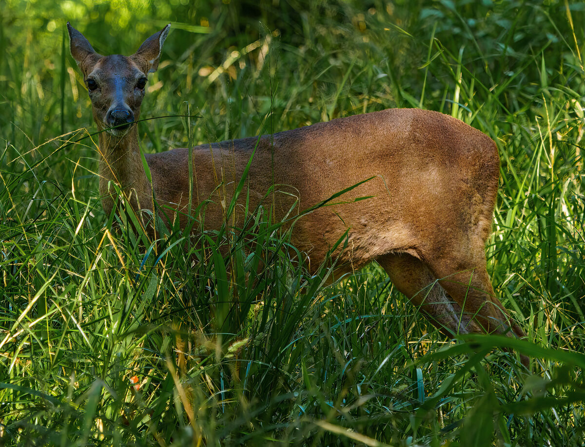 Mother deer watching the fawn...