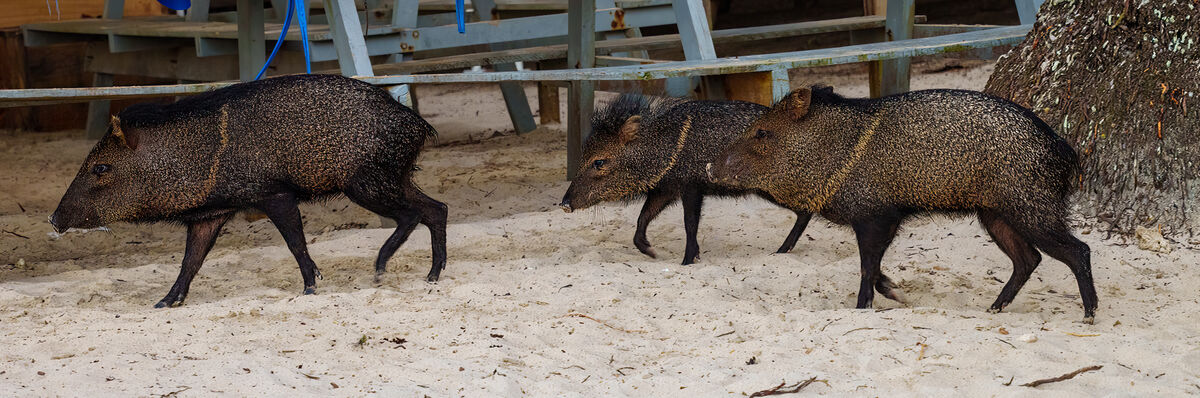 Peccaries passing by...