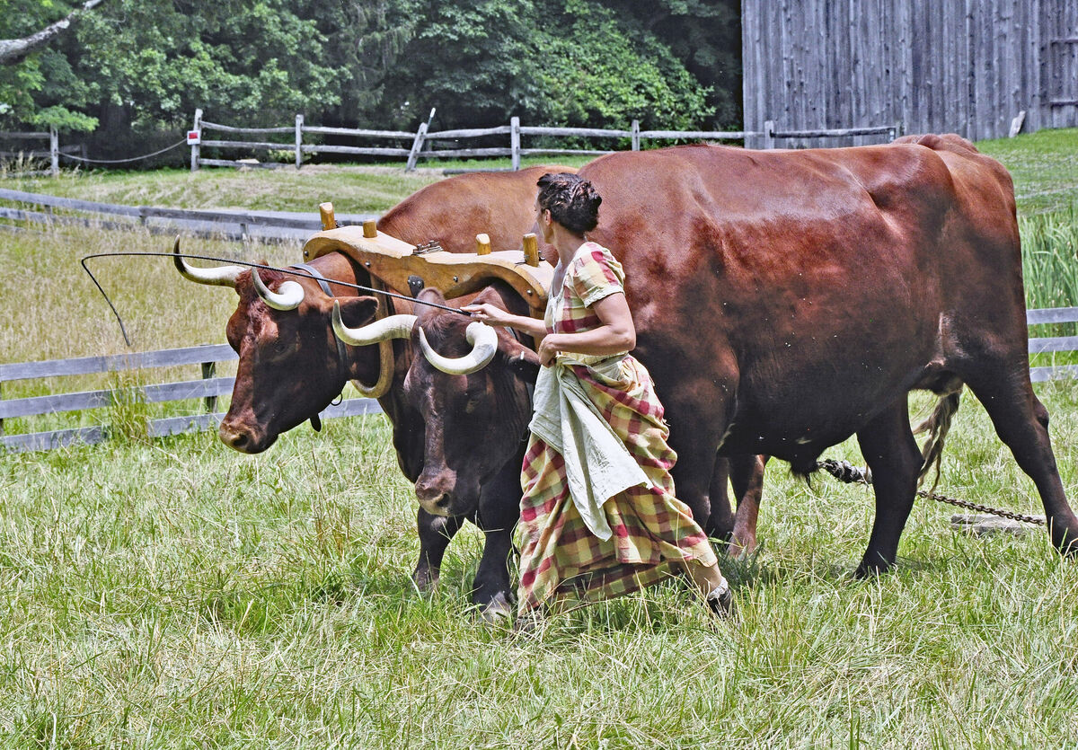 The whip is also used to keep the oxen in line for...