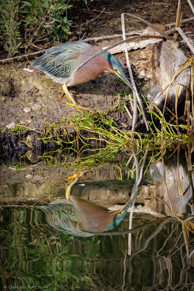 Green Heron & Reflection...