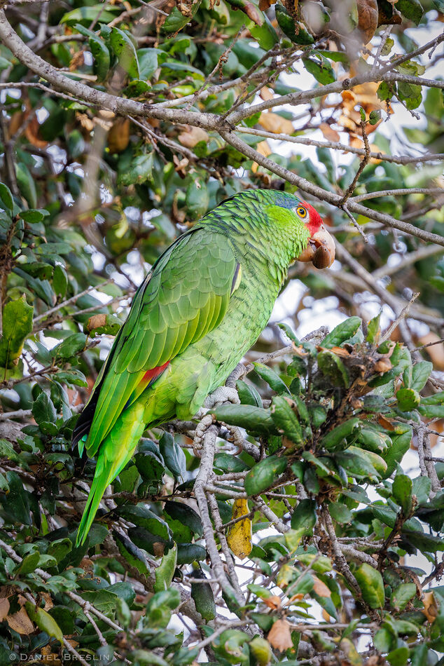 Parrot of many names: Mexican Green, Red Crowned A...