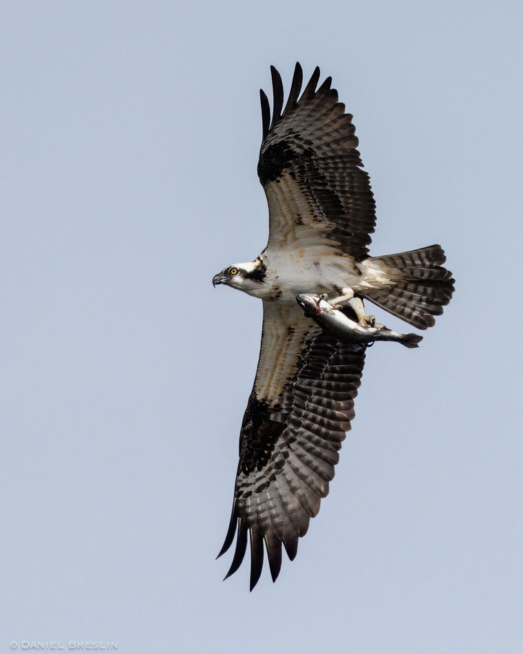Osprey - Time to eat....