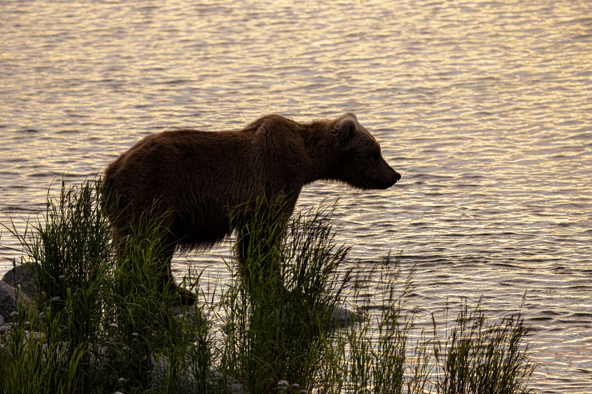 Evening with a bear, the best!...