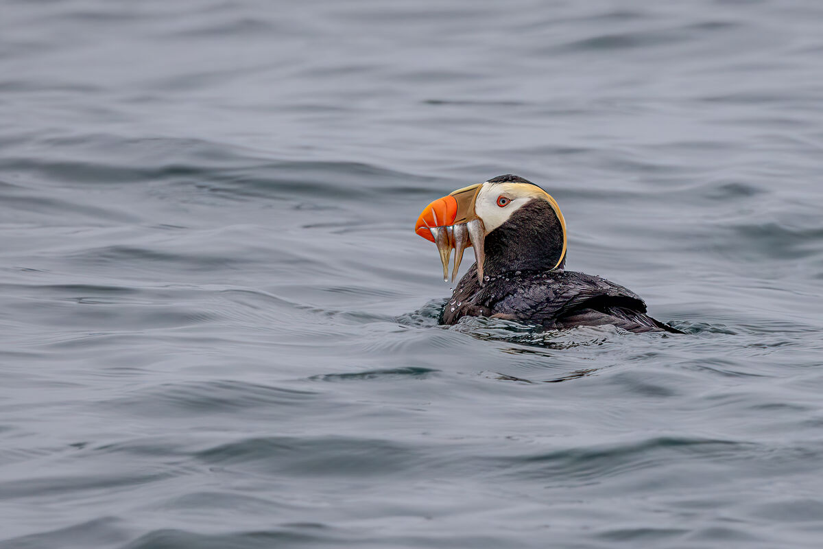 even the puffin had a good dinner!...
