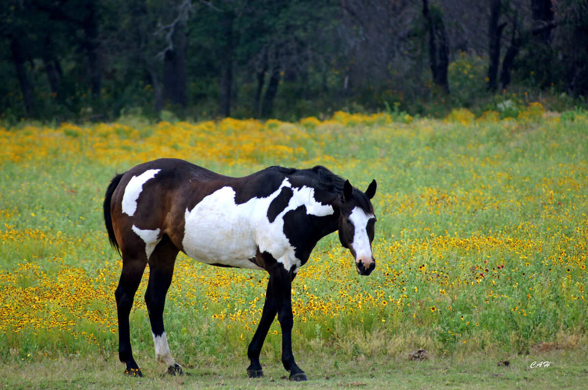 Paint horse, between Brady and Llano, Texas...