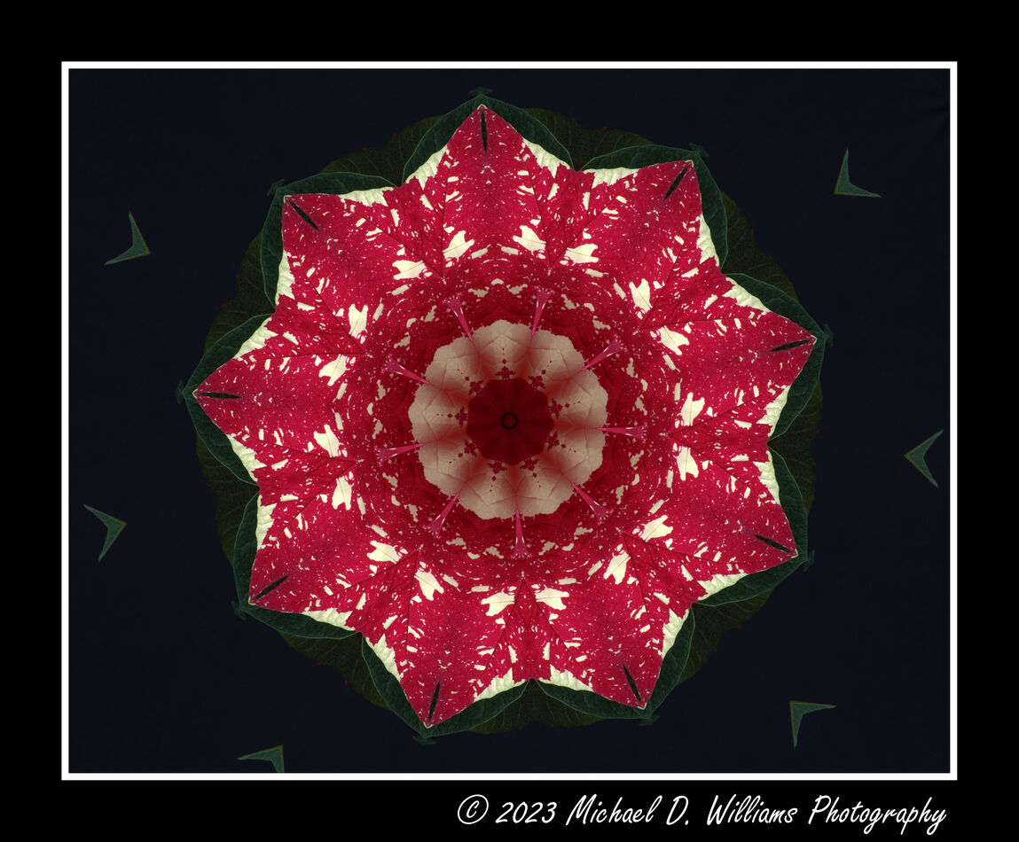 Red and White Poinsettia...